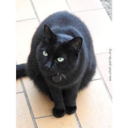 Foto 1/1 Ninchat Chat perdido en Buglose