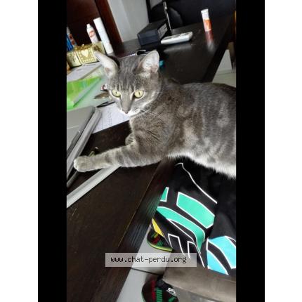 Foto 1/1 Macabou Chat perdido en La mulatiere