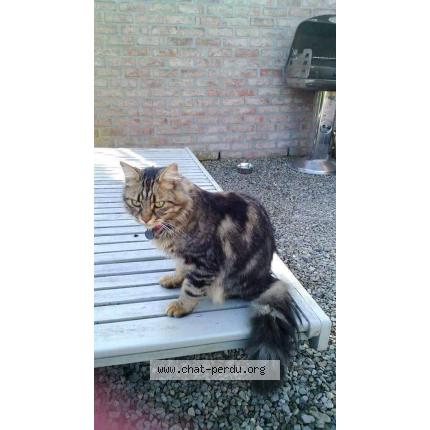 Foto 1/1 EROS Chat perdido en Warisoulx