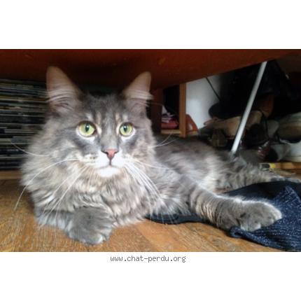 Foto 1/1 DJANGO Chat perdido en Paris