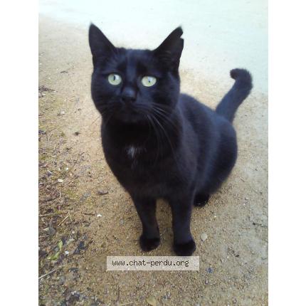 Foto 1/1 BIJOU Chat perdido en Meyzieu