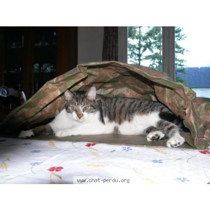 Foto 1/2 Diabolo Chat perdido en Asnieres