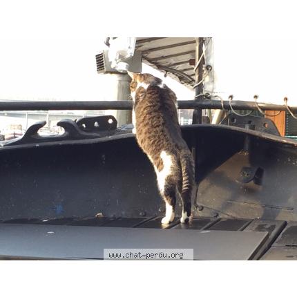 Foto 2/2 Diabolo Chat perdido en Asnieres