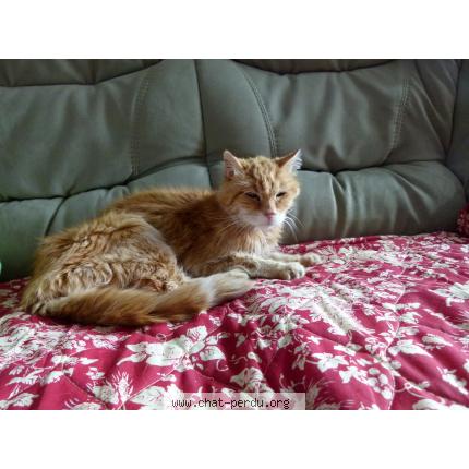 Foto 1/1 Jamel Chat perdido en Sainte luce sur loire