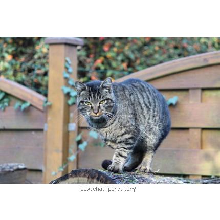Foto 1/1 Squateur Chat perdido en Archigny