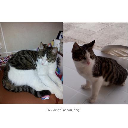 Foto 1/1 Miss Tigrette Chat perdido en Bernin