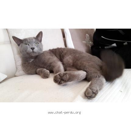 Foto 1/1 Sweetie Chat perdido en Roquebrune sur argens