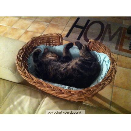 Foto 1/1 KITO Chat perdido en Chasseneuil du poitou