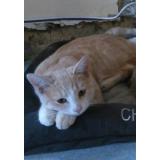 Foto del gato perdido en Saint Mards En Othe