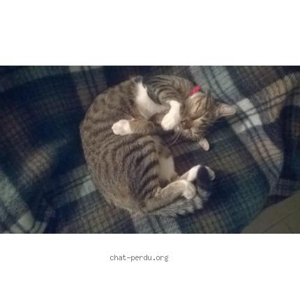 Foto 1/1 ricky Chat perdido en Saint denis en val