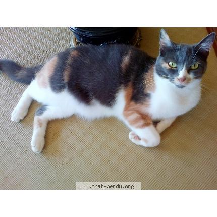 Foto 1/1 princesse Chat perdido en Sourdeval