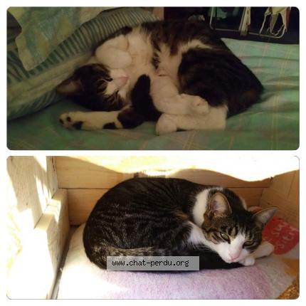 Foto 1/1 Eleni Chat perdido en Milly la foret