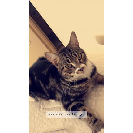 Foto 2/3 Jasper Chat perdido en Cap ferret