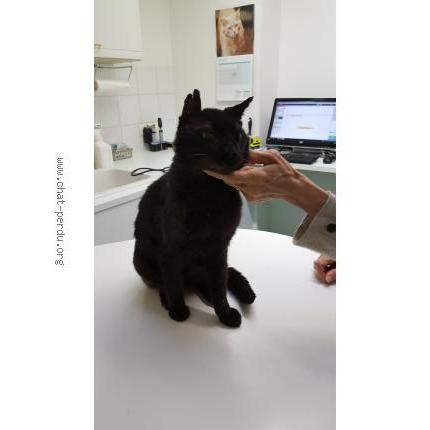 Foto 1/1 Gato encontrado Encontrado en Paris