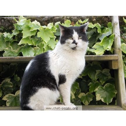 Foto 1/1 REGLISSE Chat perdido en Amiens