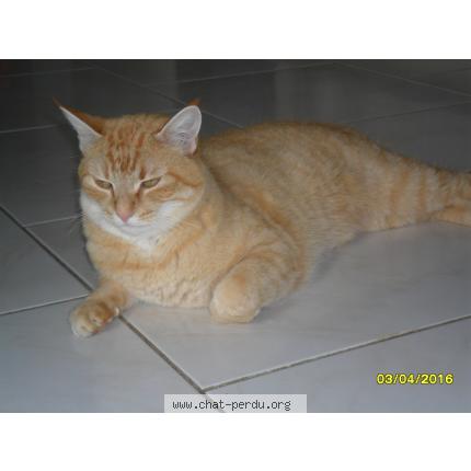 Foto 1/1 CARAMEL Chat perdido en Saint florent