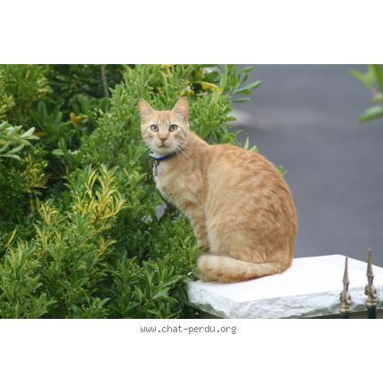 Foto 1/1 Caramel Chat perdido en Ruille le gravelais