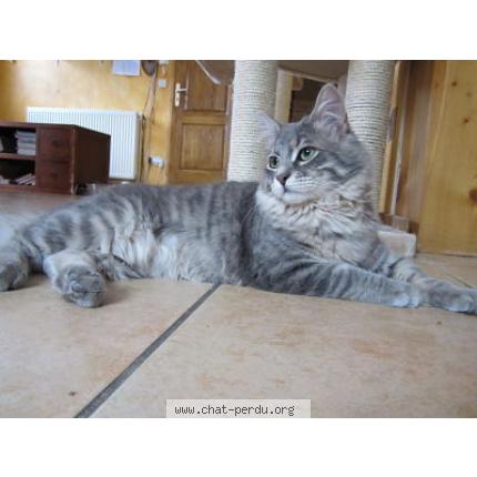 Foto 1/1 Goliath Chat perdido en Grignon