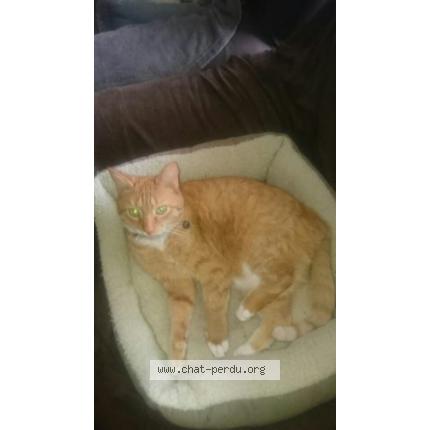 Foto 1/1 ALONZO Chat perdido en Jeumont