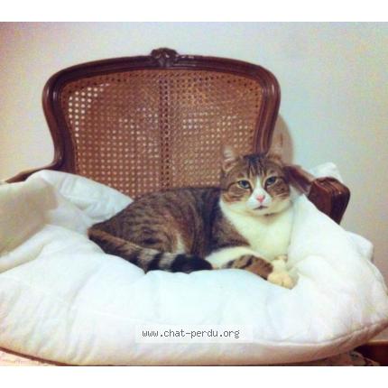 Foto 1/1 Pompon Jump Chat perdido en Cuers