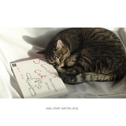 Foto 1/1 maroufle Chat perdido en Wasquehal