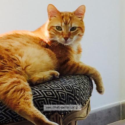 Foto 1/1 ZOREILLE Chat perdido en Champagne au mont d or