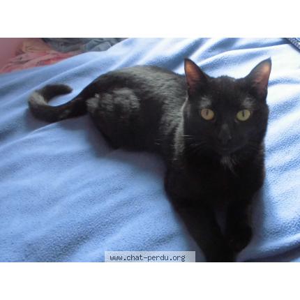 Foto 1/1 Liloo Chat perdido en Ambrieres les vallees