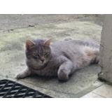 Foto del gato perdido en Rennes