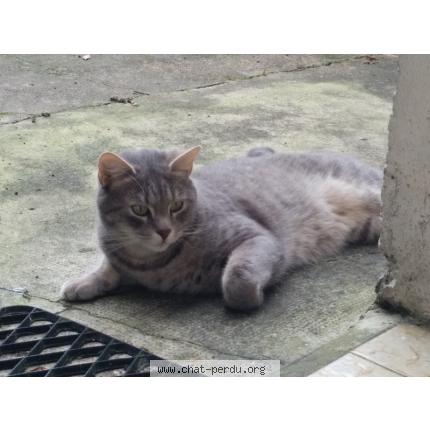 Foto 1/1 Puck Chat perdido en Rennes