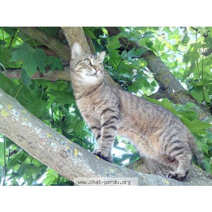 Foto 1/1 Whisky Chat perdido en Tinqueux