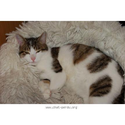 Foto 1/1 Mikado Chat perdido en Le mans