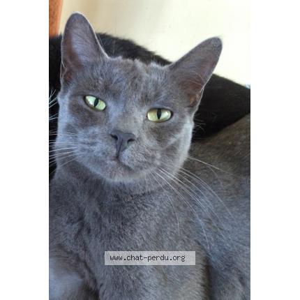 Foto 1/1 Grisou Chat perdido en Pont de metz