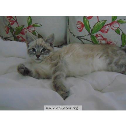 Foto 1/1 Biscuit Chat perdido en Arnaville