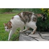 Foto del gato perdido en Montpezat De Quercy