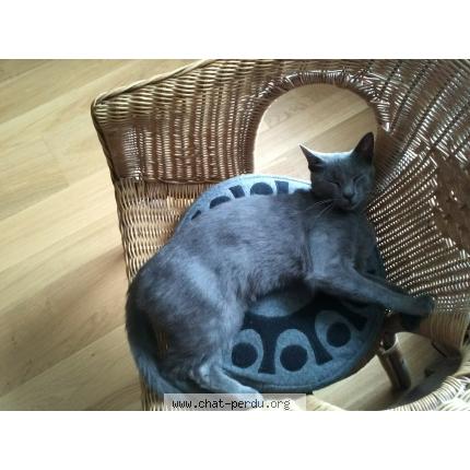 Foto 1/1 Tchico Chat perdido en Gouezec