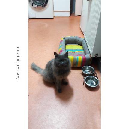 Foto 1/1 GRISOUILLE Chat perdido en Saint epain