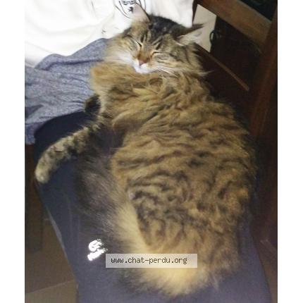 Foto 1/1 Blodeuwed Chat perdido en La brulatte