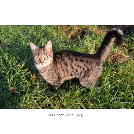 Foto 1/1 KASHMIR Chat perdido en Rancoudray