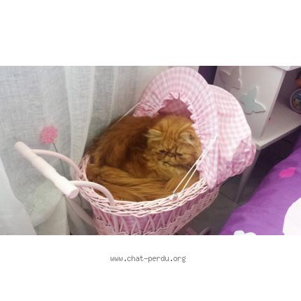 Foto 1/1 Jazz Chat perdido en Lattes