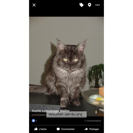 Foto 1/1 Caligula Chat perdido en La forge wintzenheim