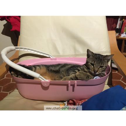 Foto 1/1 Cœur d'amour Chat perdido en Logron