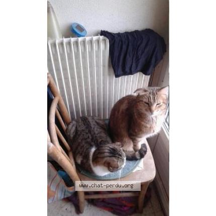 Foto 1/1 chatillion Chat perdido en Beziers