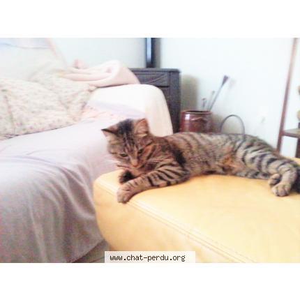 Foto 1/1 Miu Chat perdido en Cherves richemont