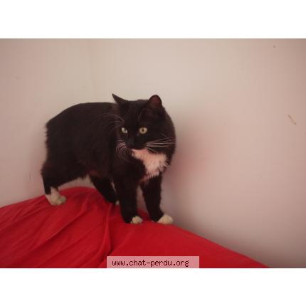 Foto 1/1 Malo Chat perdido en Challans