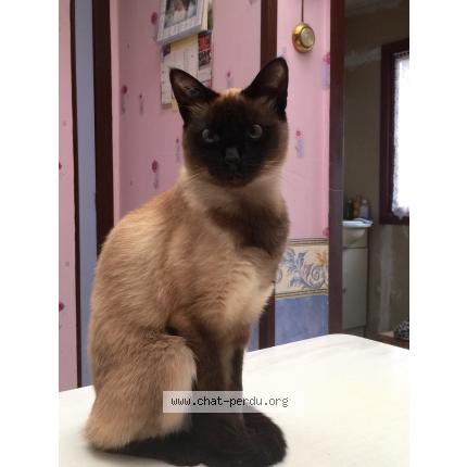 Foto 1/1 Vanille Chat perdido en Hem