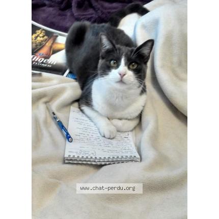 Foto 1/1 Milly Chat perdido en Nanterre