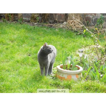 Foto 1/1 Boris Chat perdido en Arcueil