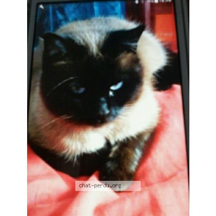 Foto 1/1 sally Chat perdido en Carcassonne