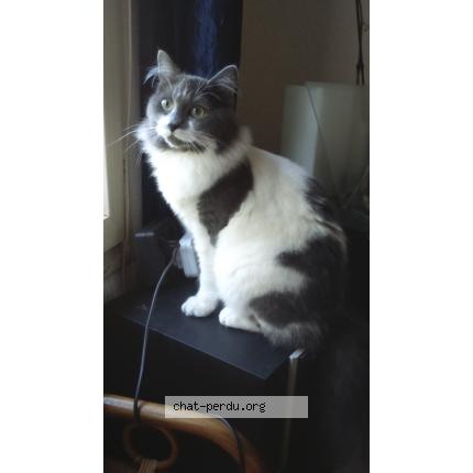 Foto 1/1 BOUBOULE Chat perdido en Pressignac