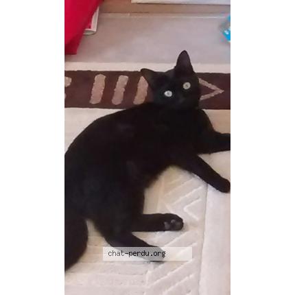 Foto 1/1 Cookie Chat perdido en Aubagne